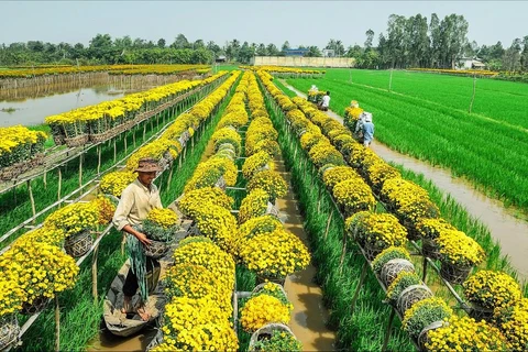 The beauty of Mekong Delta’s largest flower village