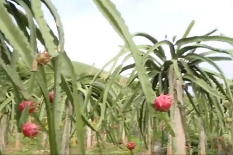 Planting dragon fruit: A prospective direction of Son La ethnic minorities