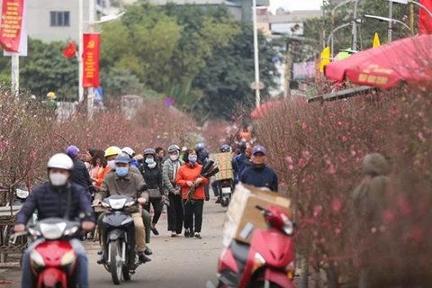 Shopping for the best peach blossom at the largest flower market in Hanoi