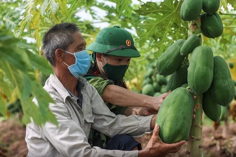 Vietnamese soldiers support farmers in harvesting agricultural products