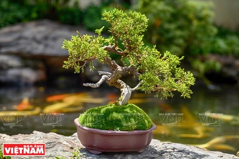 Mini bonsai trees show artisan’s creativeness