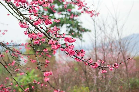 Cherry blossom festival returns to Dien Bien