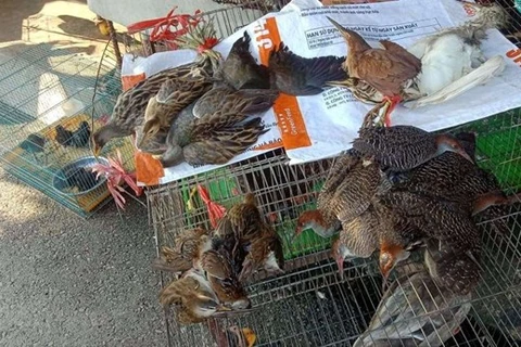Wildlife conservation organisations call for end to wild birds trade