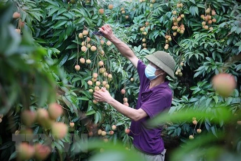 Early-ripening lychees in Bac Giang sold at good prices