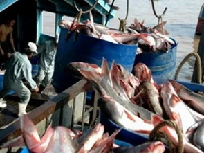 US Senator: No reason for trade war with VN over fish