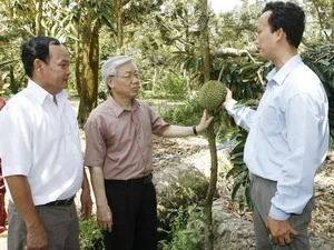 Tien Giang urged to boost rice and fruit growing