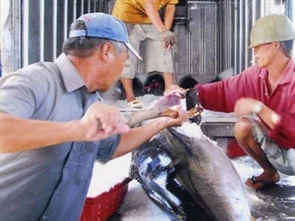 Tuna exports experience mixed trend