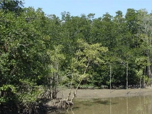 Can Gio mangrove forest’s brand name promoted 