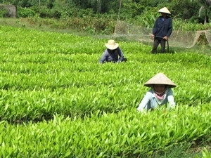 Continued support for Vietnam’s forestry sector 