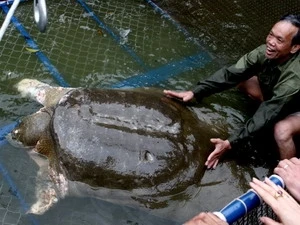 Ho Guom turtle is in a tank in the foot of the Tortoise Tower where he will be treated and cared (Souce: VNA)