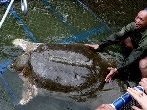 Hoan Kiem turtle in the special filtered water tank on the island in the middle of Hoan Kiem Lake (Source: VNA)