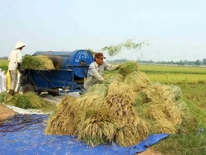 Rice harvest. (Photo: Ho Cau/VNA)