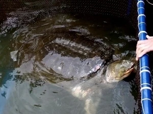 Hoan Kiem turtle in a treatment tank located at the foot of the Turtle Tower (Source: VNA) 