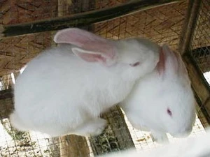 New Zealand rabbits. Photo: VNA