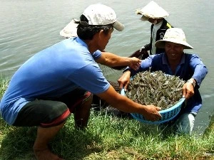 Shrimp growing in Dong Thap province. Source: Internet