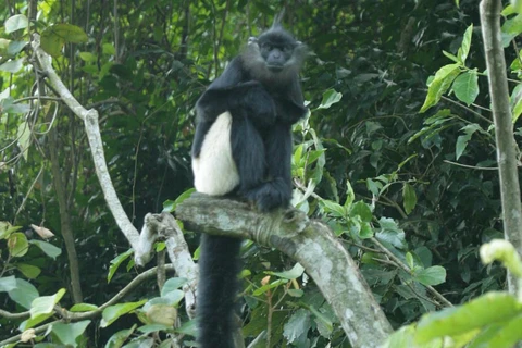 Delacour’s lutung in Vietnam's forests (Source: vea.gov.vn)
