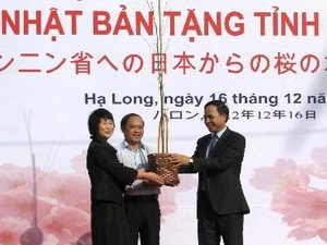 Quang Ninh receives 140 cherry blossom trees from Japan (Source:VNA)
