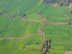 The paddy field in Can Tho (Source: VNA)