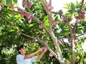 Cocoa in Ben Tre province (Source: VNA)