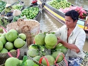 Nam Roi Pomelo - A famous trademark (Source: VNA)