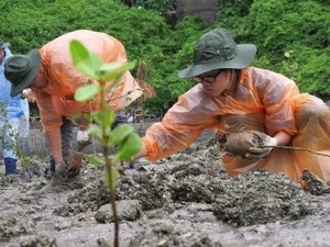Students plant mangrove trees in Ha Long Bay (Source: VNA)