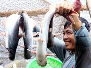 Harvesting tra fish (Source: VNA)