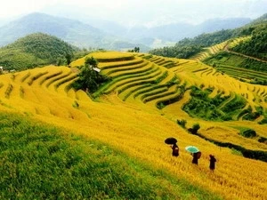 Terraced fields in Mu Cang Chai (Source: VNA)