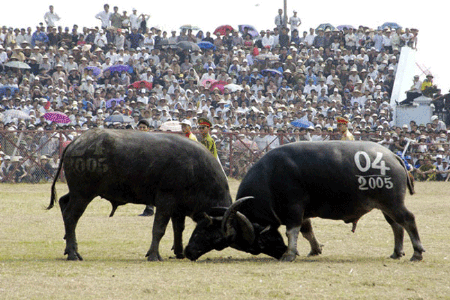 Two buffaloes fight each other at the Do Son buffalo fighting festival