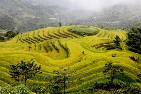 Mu Cang Chai terraced fields. Photo: VNA