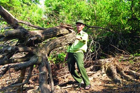 Tu Yen Forest Ranger Station Director Hoang Ngoc Anh examines trees that have been illegally cut down (Photo: VNA)