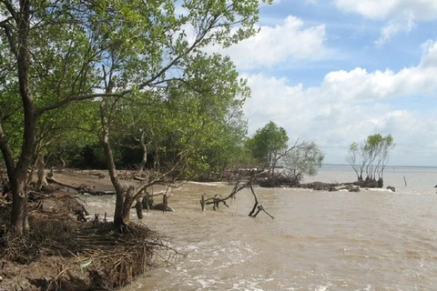 Seawater has surged 500 – 800 metres inland and eroded more than 120 hectares of land in Hiep Thanh commune. Illustrative image (Photo: VNA)