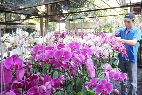 Orchids are prepared for Tet in Cu Chi district, HCM City (Photo: VNA)