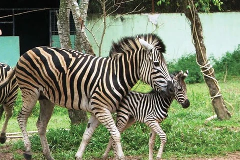 Dai Nam zoo welcomes newborn zebra 
