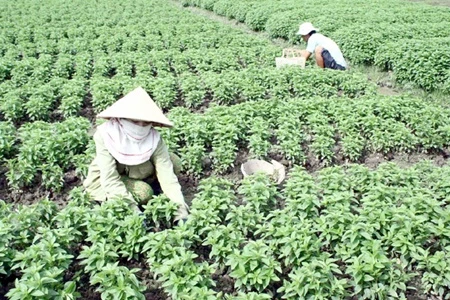 Local farmers harvest vegetables in southern Can Tho City (Photo: VNA)