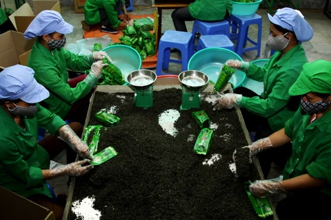 Packaging Tan Cuong tea in Thai Nguyen (Photo: VNA)