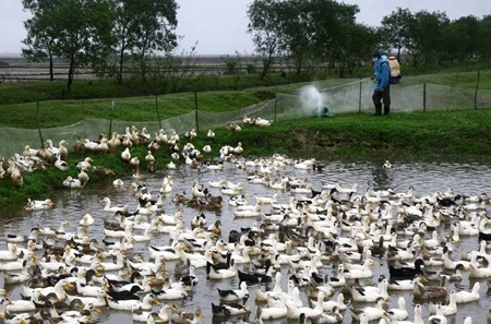 A/H5N1 bird flu has been reported in Hong Dan, Phuoc Long and Gia Rai districts of Bac Lieu (Photo: VNA) 