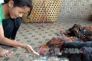 A child contacts with fowls in Phnom Penh (Source: AFP/VNA) 