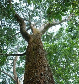Acacia has a key role to play in ecological protection (Photo: VNA)