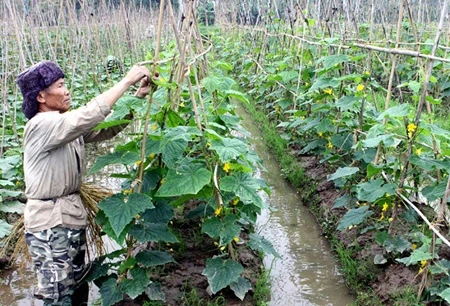 A farmer tends to his cucumber crop in Nhan Nghia Commune, Ha Nam Province (Photo: VNA)