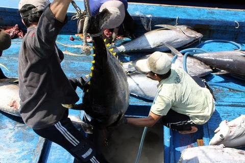 Ocean tuna (Photo: VNA)