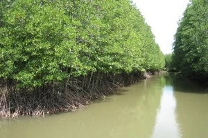 Mangrove forest (Source: Internet)