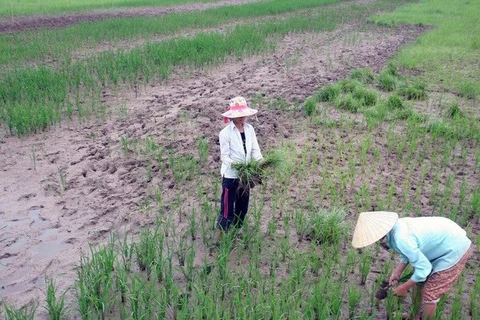 Saltwater affects 20,000ha of rice land in Ca Mau 