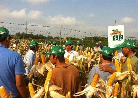 Growing soybean, maize, and lotus in rotation on rice fields has also fetched higher profits than rice, according to the Dong Thap Department of Agriculture and Rural Development (Photo: baonongnghiep)