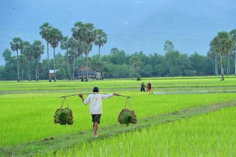 A rice field in Cambodia (Photo: Asiafoundation.org)