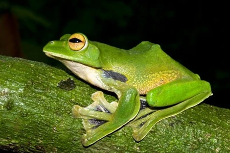 In Vietnam, scientists recently discovered Helens Flying Frog, (Rhacophorus helenae), a huge, green, "flying" frog discovered less than 100km from HCM City (Photo: WWF)