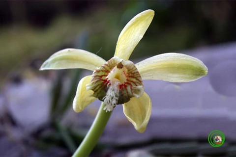 Miguelia cruenta, a new orchid species, was found in Hon Ba Nature Reserve in Khanh Hoa (Source: internet) 