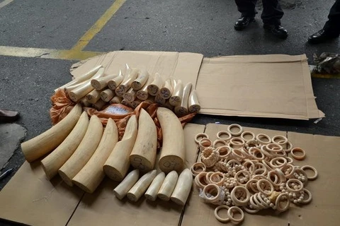 Smuggled African ivory (Photo: VNA)
