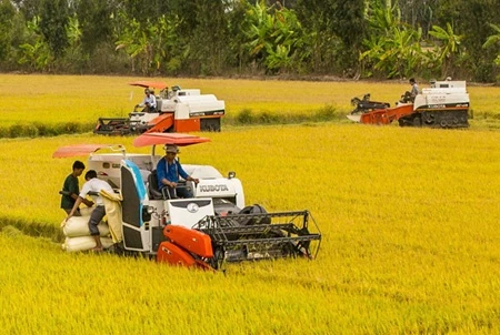 Farmers harvest rice in the Mekong Delta Province of Hau Giang (Source: VNA)