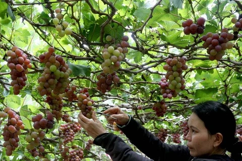 Harvesting grapes in Ninh Thuan (Source: VNA)