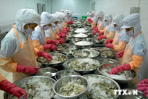 Processing shrimp for export 